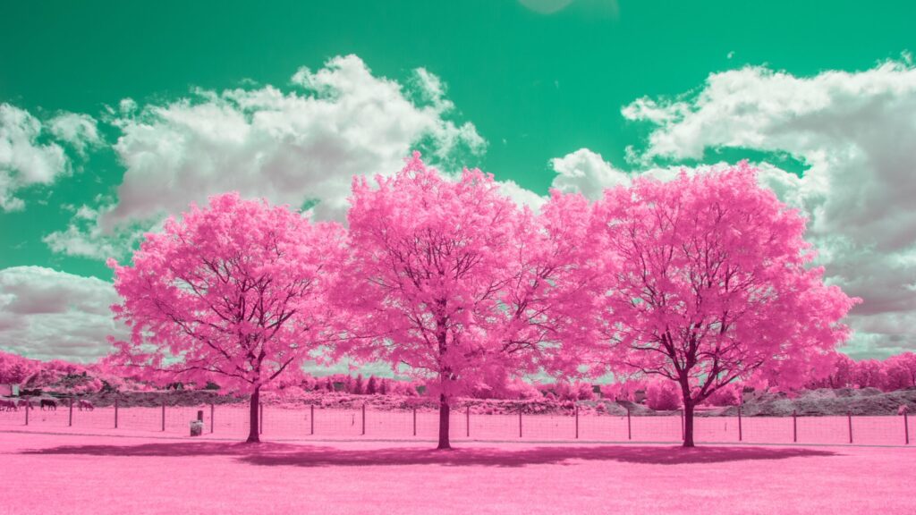 pink trees scaled